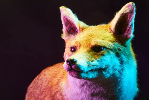 Red fox specimen from the Tullie collection, photographed by Scott Wigglesworth at Blackfell Photography.