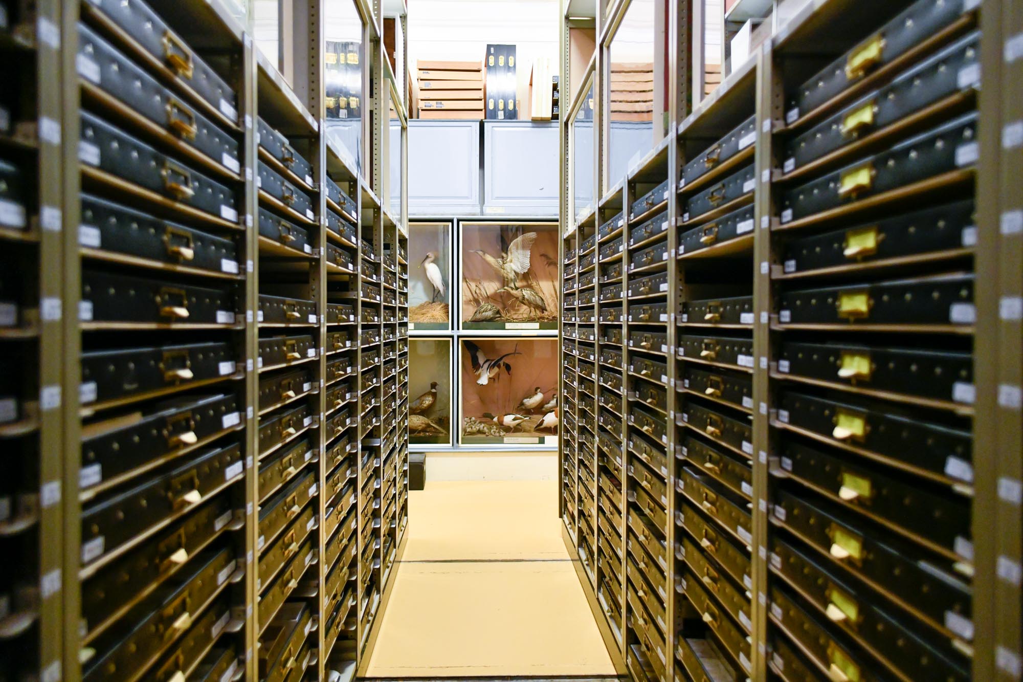An image of the Tullie main store, showing many drawers of objects.